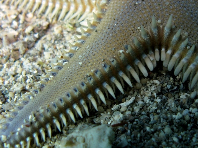 Astropecten platyacanthus (Philippi, 1837)